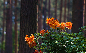 Rhododendron, Latvia, orange, forest HD wallpaper