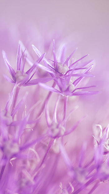 Light Purple, Light Purple Flowers HD phone wallpaper