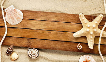 Sand, starfish, shells, snails, snail, summer, shell, starfishes, wood HD wallpaper