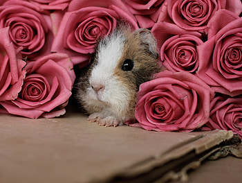 Animals, Roses, Guinea Pig, Rodent, Peek Out, Look Out, Cardboard HD wallpaper