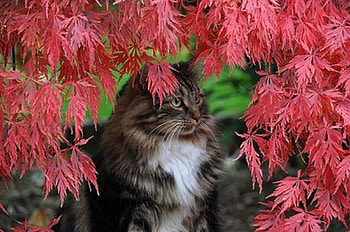 Cute Kitten, animal, trees, kitten, cat HD wallpaper