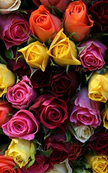 Colorful Roses, white flower, pink flower, yellow flower, colorful, nature, rose HD phone wallpaper