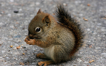 Squirrel , Animal HD wallpaper