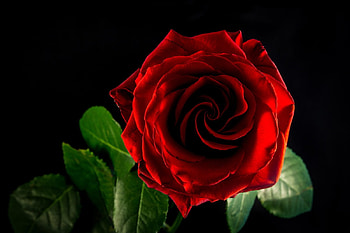 ROSE, PETALS, LEAVES, NATURE, COLORS HD wallpaper