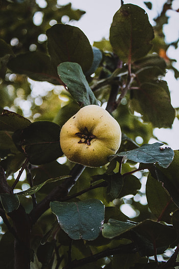 Nature, Fruits, Apple, Leaves, Garden HD phone wallpaper