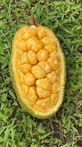 Cempedak fruit, Tropical wonder, Exotic flavors, Pinterest inspiration HD phone wallpaper