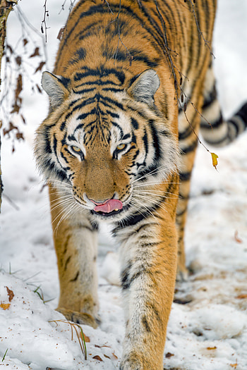 Animals, Big Cat, Wildlife, Tiger, Animal, Protruding Tongue, Tongue Stuck Out HD phone wallpaper