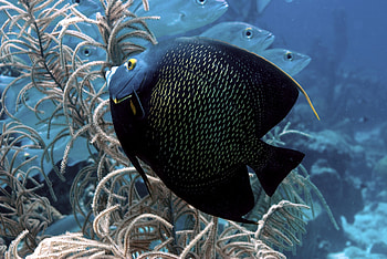 Angelfish, , Background , Aquarium HD wallpaper