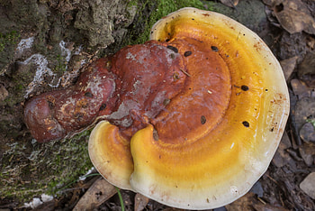 Ganoderma curtisii, Benefits identification, Lookalikes HD wallpaper