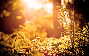 Grass, Macro, Glare, Shine, Light, Bright HD wallpaper