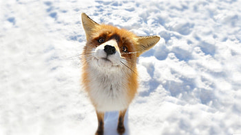 winter animal - Animal Foxes Snow Winter. HD wallpaper