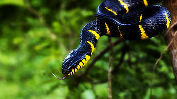 Boiga snake, , Reptile background, Snake graphy HD wallpaper