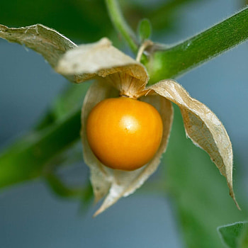 Physalis, Kapstachelbeere, Pflanzenportrait, Botanical identity HD phone wallpaper