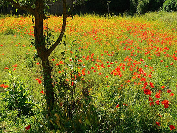 Red Poppies, poppies, stems, tree, flower HD wallpaper