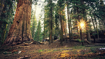 National forest beauty, Stunning landscapes, Nature's canvas, glory HD wallpaper