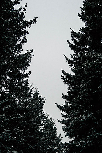 Nature, Trees, Sky, Branches HD phone wallpaper