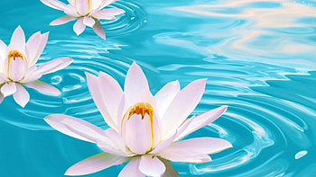 Waterlillies, artwork, flowers, water, blossoms HD wallpaper
