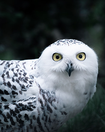 Animals, Owl, Bird, Sight, Opinion HD phone wallpaper
