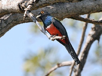 Beautiful Bird, cool, beautiful, bird HD wallpaper