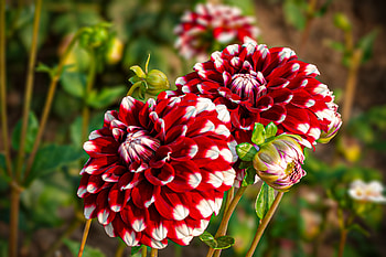 Dahlias, Flowers, White, Bokeh, Red HD wallpaper
