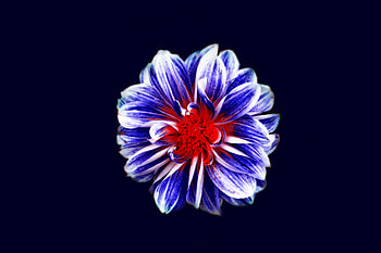 Flowers, Violet, Flower, Petals, Bud, Purple HD wallpaper
