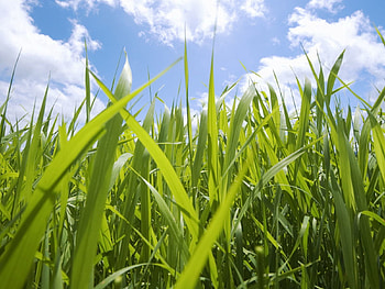 Nature, Sky, Leaves, Field HD wallpaper