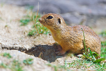 Animals, Sand, Sit, Shadow, Gopher HD wallpaper