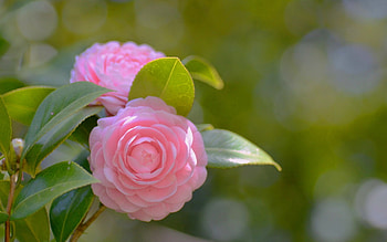 Lovely Camellia, camellia, pink, nature, flowers, macro HD wallpaper