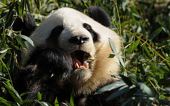 Animals, Food, Grass, Panda HD wallpaper