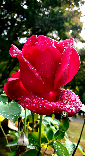 Raindrops on Roses, Nature, Flower, Rain, Pink, Rain drops, Rose HD phone wallpaper