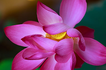 Lotus, flowers, close up, petals HD wallpaper