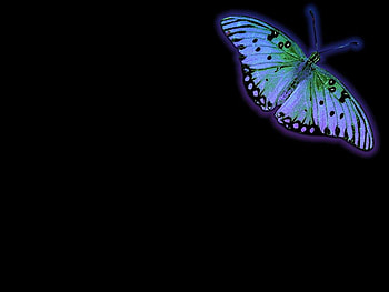 Butterfly, abstract HD wallpaper