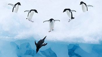 Penguin scene , backgrounds, Arctic landscapes, Penguin beauty HD wallpaper