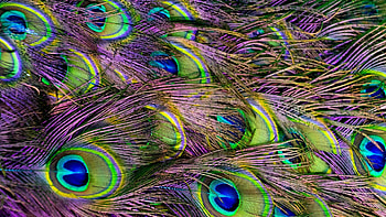 Colorful peacock feathers, HQ background, , Mesmerizing design HD wallpaper