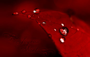 Joyeux Noel, poinsettia, holiday, drop, flower, christmas, red, noel, water, macro HD wallpaper