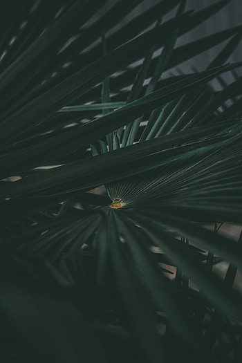 Plant, Macro, Dark, Sheet, Leaf, Carved HD phone wallpaper