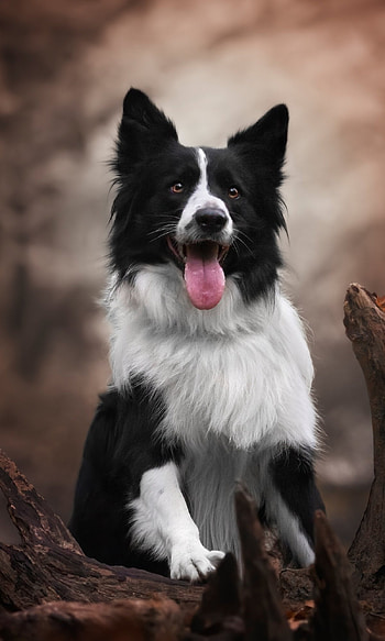 Animal, Border Collie, Active dogs, Intelligent breed HD phone wallpaper