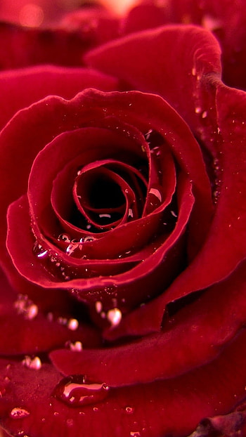 Rose Flower, Love, Valentines, Red Rose HD phone wallpaper