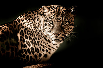 Leopard, predator, muzzle, wild cat, portrait HD wallpaper