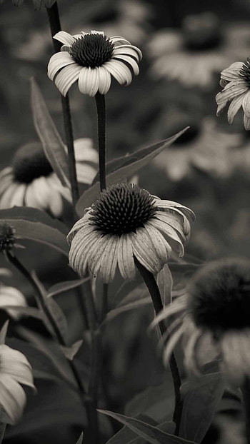 Black Flowers, Nature, Black And White HD phone wallpaper