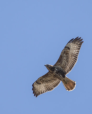 Buzzard (Animal), Differentiating buzzard species, Steppe vs forest buzzards, Bird identification HD phone wallpaper