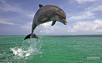 Dolphin, animal, mammal, sky, water HD wallpaper
