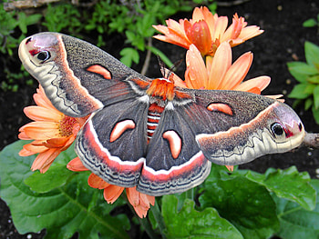 Fascinating moth species, Intricate wing patterns, Natural beauty, Surprising diversity HD wallpaper