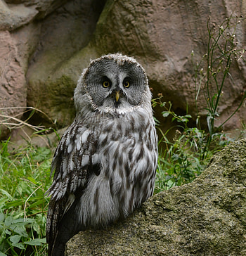 Cute, predator, owl, bird HD phone wallpaper