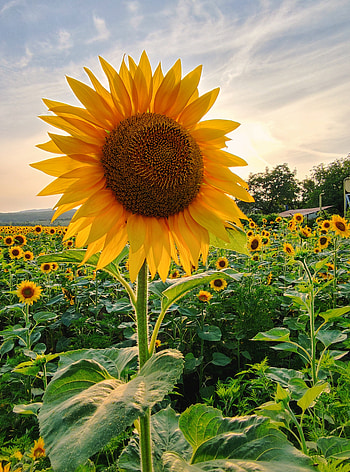 Sun flower, cloud, sky HD phone wallpaper