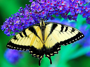 MONARCH, FLOWERS, COLORS, WINGS, INSECT HD wallpaper