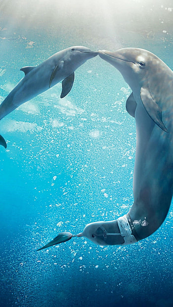 Dolphin, Beautiful Fish, beautful fish HD phone wallpaper