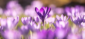 Flowers, Violet, Macro, Purple, Crocuses HD wallpaper