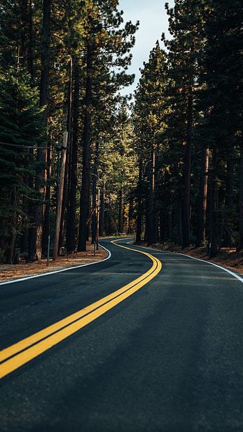 Forest trees, Highway HD phone wallpaper