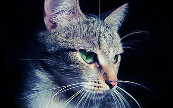 Animals, Cats HD wallpaper